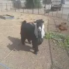 تيس فحل للبيع