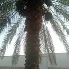 يوجد لدينا عمال نخل جرد تغييش تحويض