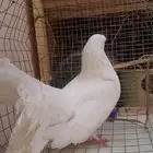 حمام شمسي على سوم