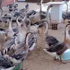 وز عراقي