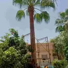 تكريب نخيل وواشنطونيا وتجهيز احواض زراعية وقطع اشجار