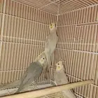 طيور كروان