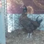 دجاجه بياض بلدي