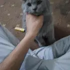 قط انثى عمر 4 شهور