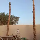 نخيل شنطونيا