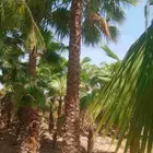 نخل واشنطنيا للبيع سعر طيب
