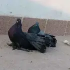 السلام عليكم ورحمت الله وبركاته حمام رقاص امريكي جوز