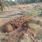 نخيل برحي وصقعي واخلاص وصفري ونبوت سيف للبيع بجميع المقاسات