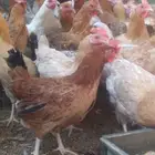 دجاج بلدي بياض