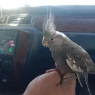 كروان او كوكتيل