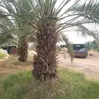 يوجد لدي نخل انواع ممتازه صقعي ومجدوله وسكري وخلاص مسكوهلالي