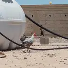 السلام عليكم ديك فيومي شرط نضيف حجم كبير علا اسوم