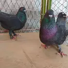 2ذكور مالطي اومصري