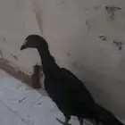 دجاجه سندي تايلندي