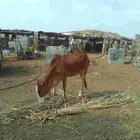 بقره بلدي مشروطه من جميع العيوب