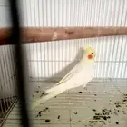 انثى كروان منتجى صحه ونضافه