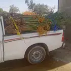 نخل خلاص وسكري وبرحي وصقعي