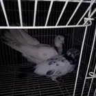 حمام للبيع