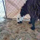 نعجه نجديه مضرع طيبه السن رباع بريه ترتع وتاكل شعير وبرسيم
