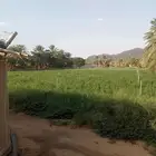 تمر مواكيل نجران نخل للبيع
