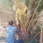 نخل للبيع مثمر خلاص سكري شيشي هلالي مجدول صقعي غر صفري برحي