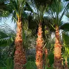 نخل زينه واشنطني نخيل واشنطنيا زينه