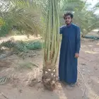نخيل البيع طيب خلي من المراض اسعرنامعقوله