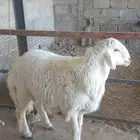 نعرض لكم اليوم خروف ماشاء الله تبارك الله مقفل شحم ولحم ونظي