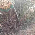 نخل مثمر اخلاص صقعي مجدول ونوايع ممتازه