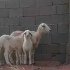 نعجه معها طلي ورخل ). تم البيع