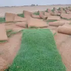مزرعة الخرج لتوريد الثيل الطبيعي