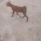 جفره محايليه ترضع تم البيع
