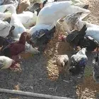 دجاج فيومي