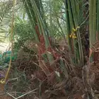 نخل فسائل كبيرة مثمرة وجثايث ونقايل