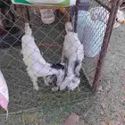 جفره وتبس 3أشهر ونصف