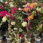 شتلات جهنميه اكثر من لون