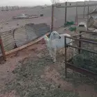 حري متبع