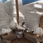 تم البيع ولله الحمد