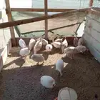 دجاج حبشي