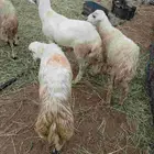 خرفان بلادي العدد4الموقع العيدابي