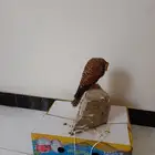 شرياص شبوط للبيع