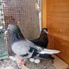 حمام قطايف معاريف تب التب