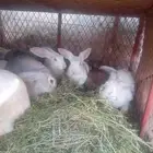 أرانب للبيع