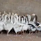 وز بلدي منتج