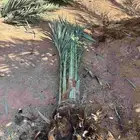 توريد جميع انواع النخيل سكري برحي صقعي مجدول خلاص وحشني