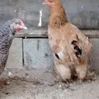 دجاج براهما