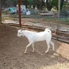 تيس بيشي على السوم