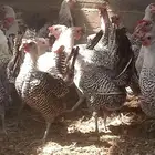 دجاج فيومي شبابي بياض