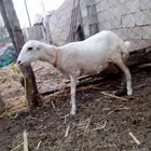 رخل صنف فاخره
