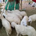 غنم حري من خمسة لستة أشهر العمر